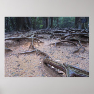 Poster Floresta no Monte Kurama