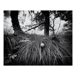 Pôster Floresta no nível do rato