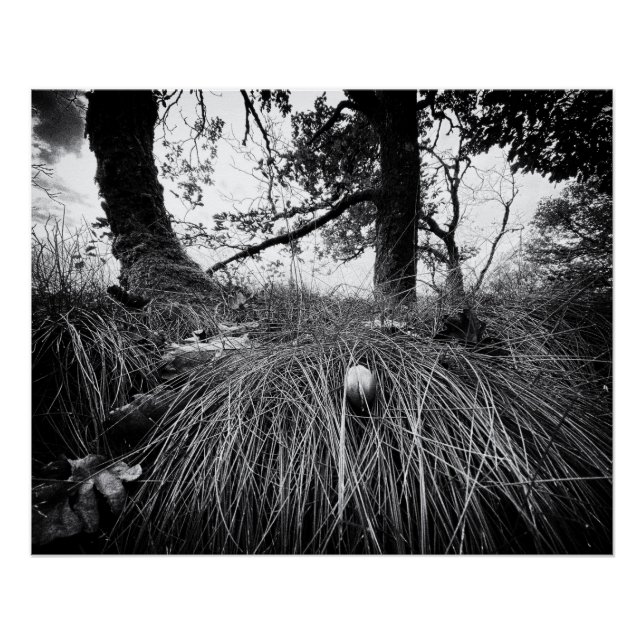 Pôster Floresta no nível do rato (Frente)
