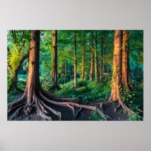 Poster Floresta no verão