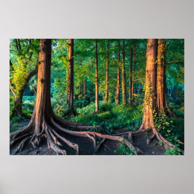 Poster Floresta no Verão (Frente)