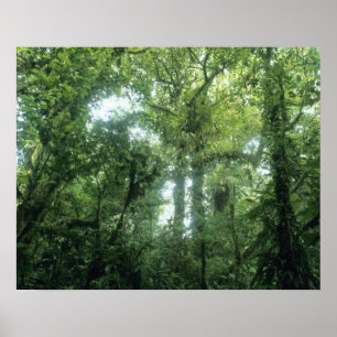 Pôster Floresta Nubosa de Monteverde, Costa Rica.