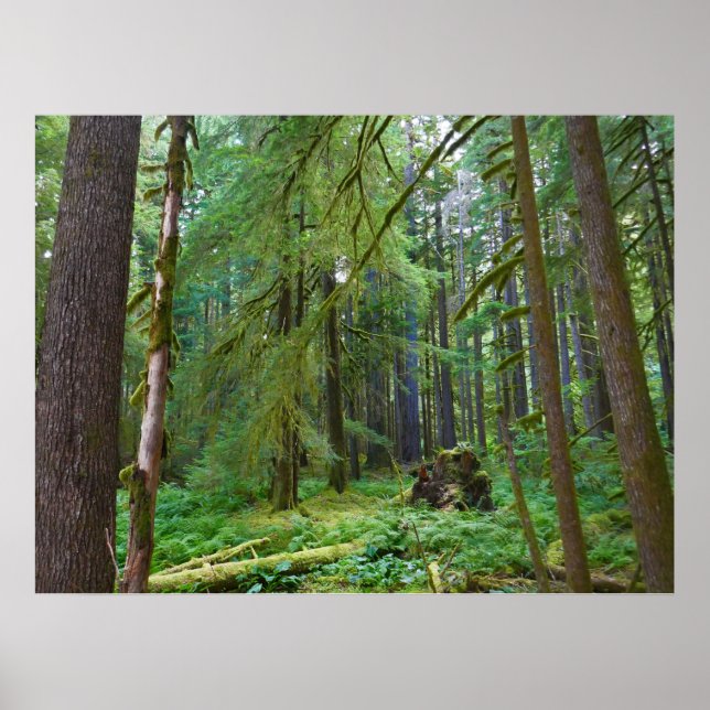 Poster Floresta Primária (Frente)
