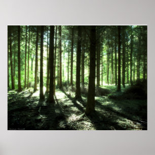 Pôster Floresta profunda