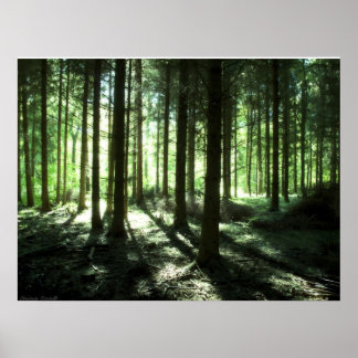 Pôster Floresta profunda