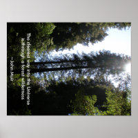 Floresta Selvagem Sequoias