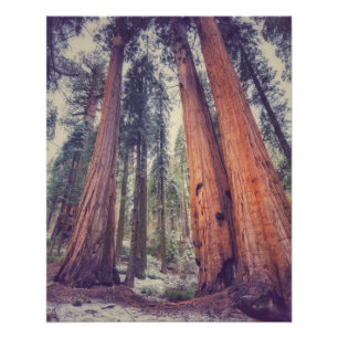 Pôster Floresta Sequoia