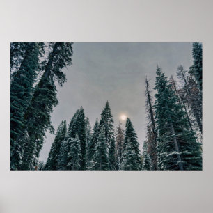 Poster Floresta Serena e Nivosa com Sol