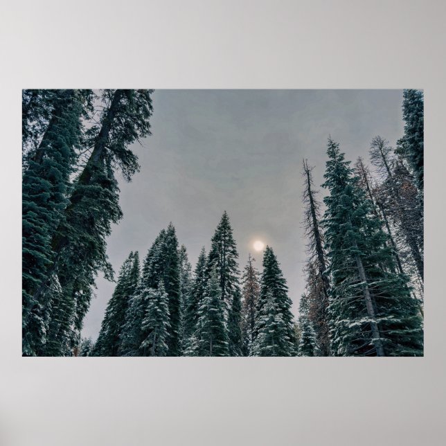 Poster Floresta Serena e Nivosa com Sol (Frente)