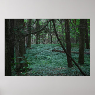 Pôster Floresta Silenciosa