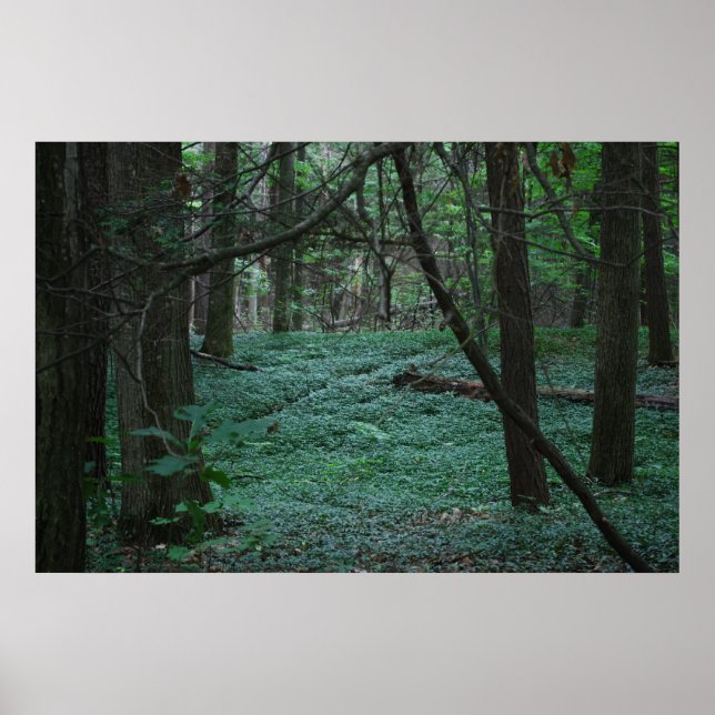 Pôster Floresta Silenciosa (Frente)