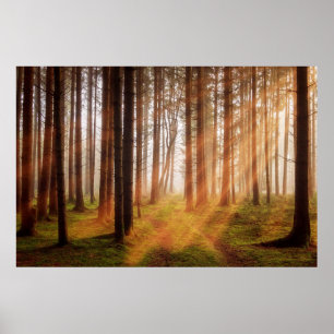 Poster Floresta solar