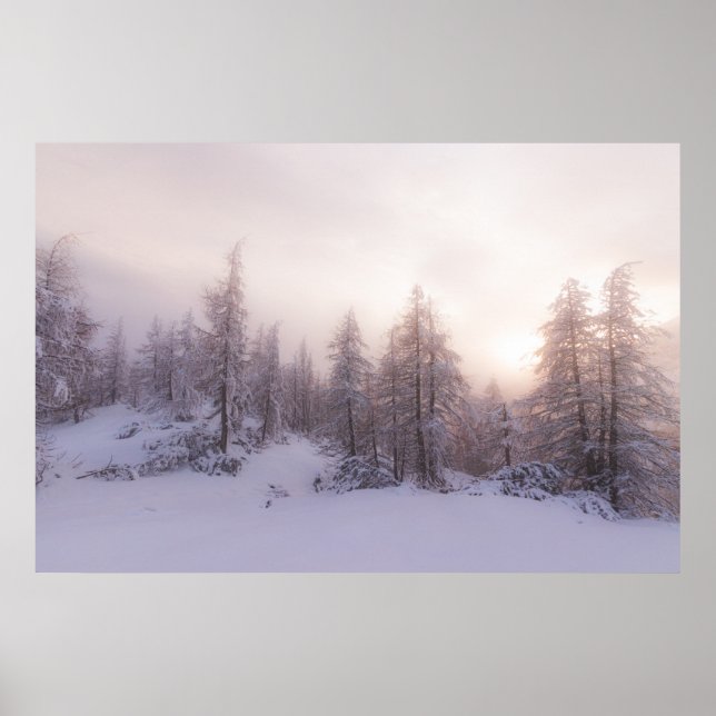 Poster Floresta solar e de abeto (Frente)