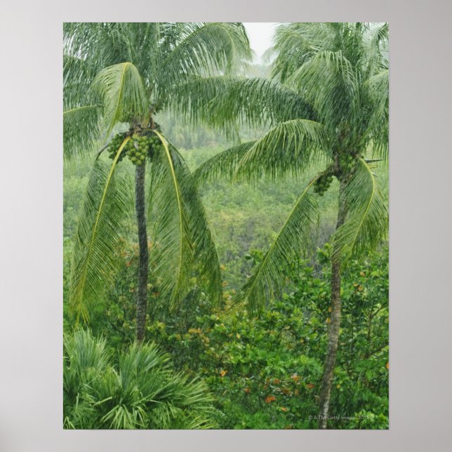 Poster Floresta tropical (Frente)
