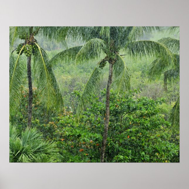 Poster Floresta tropical 2 (Frente)