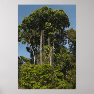 Pôster Floresta tropical à beira do rio Rewa, Guiana