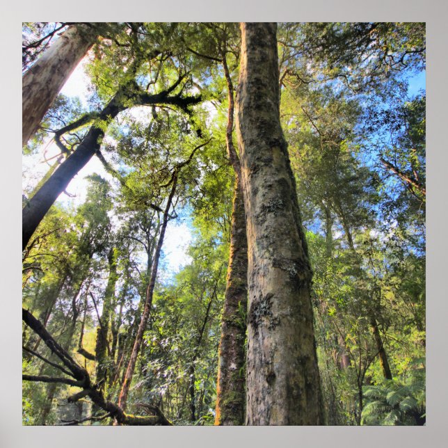 Poster Floresta Tropical Australiana Eucalyptus Gum Trees (Frente)