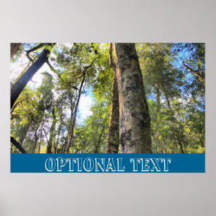 Poster Floresta Tropical Australiana Eucalyptus Gum Trees