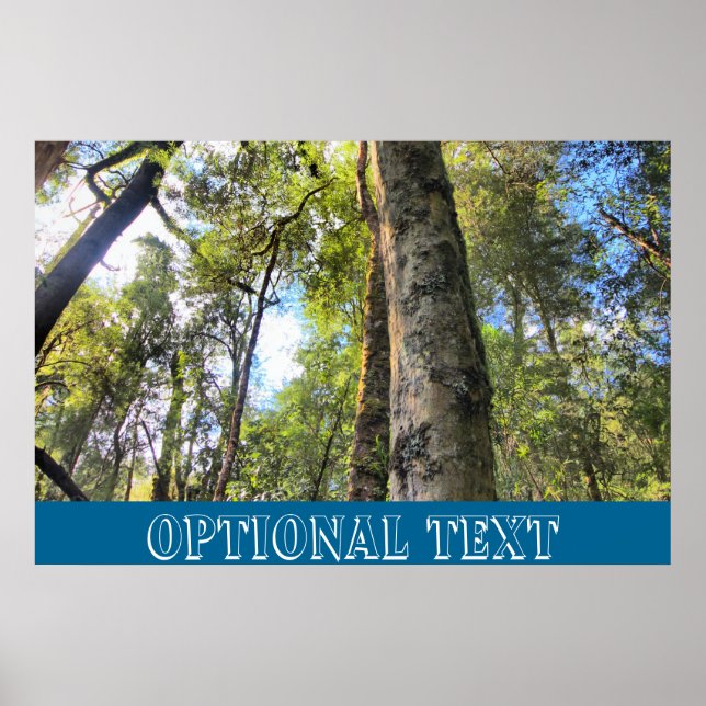 Poster Floresta Tropical Australiana Eucalyptus Gum Trees (Frente)