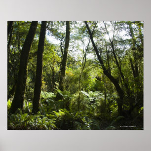 Pôster Floresta tropical com árvores e a árvore