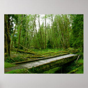 Poster Floresta tropical de Hoh - parque nacional