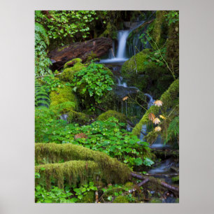 Poster Floresta tropical de outono   Parque Nacional Olím