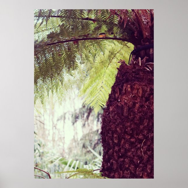 Poster Floresta Tropical de Samambaia (Frente)
