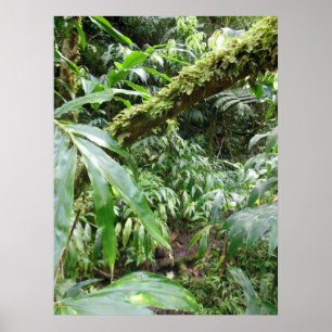 Pôster Floresta tropical havaiana