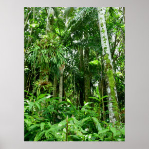 Poster Floresta tropical tropical havaiana
