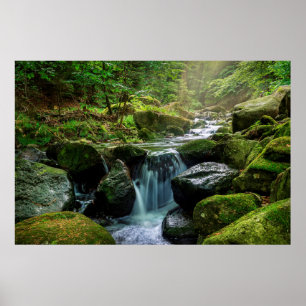 Poster Floresta Verde e Rio