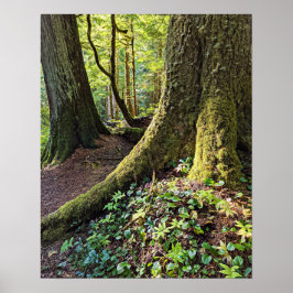 Poster Floresta Verdejante Fotografia da Natureza