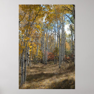 Pôster Florestas Abertas