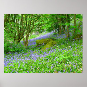 Poster Florestas Bluebell