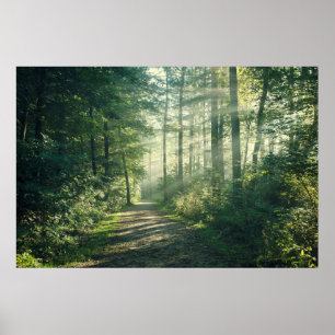 Poster Florestas Caminho da Floresta Hamburgo Alemanha