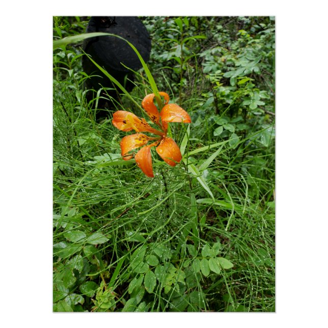 Pôster Florestas de laranja (Frente)