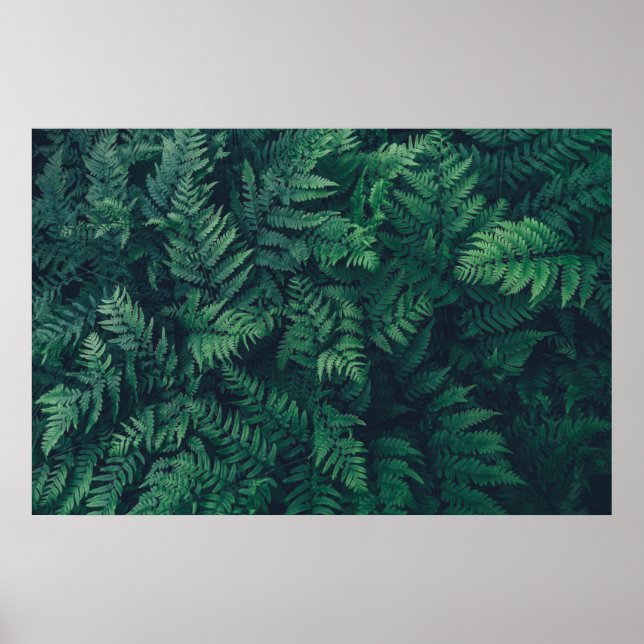 Poster Florestas | Ferns De Madeira (Frente)
