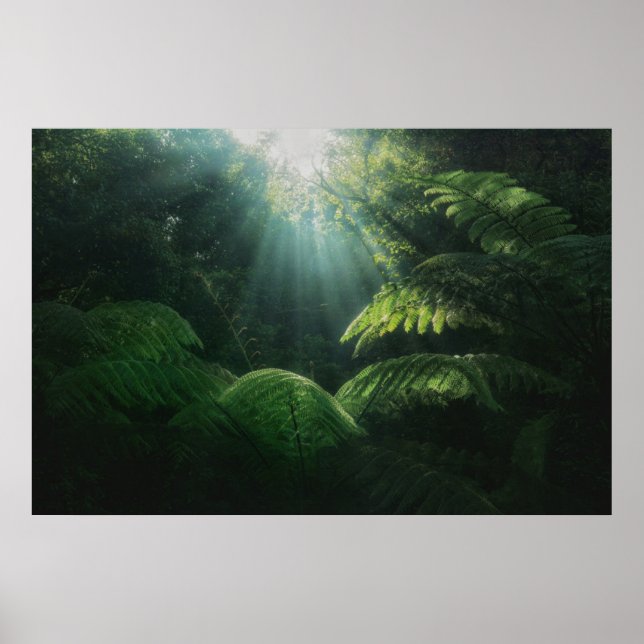 Poster Florestas | Ferns na Floresta Tropical (Frente)
