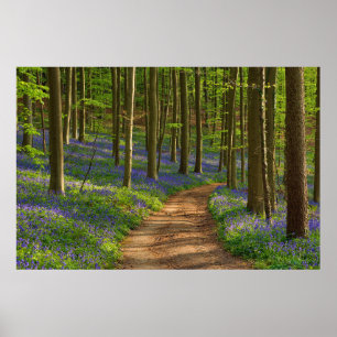 Poster Florestas   Floresta Bluebell na Bélgica