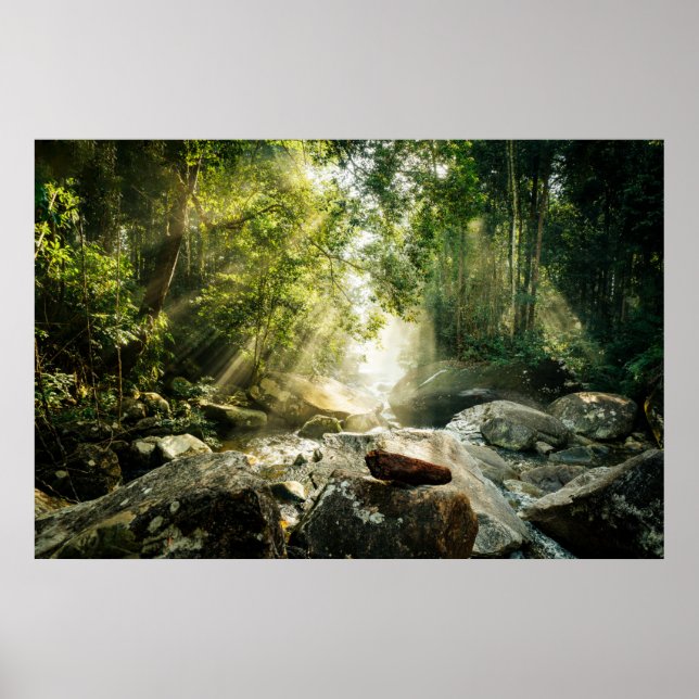 Poster Florestas | Floresta Tropical Selva (Frente)
