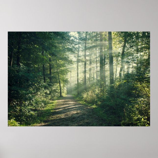 Poster Florestas | Forest Path Hamburg Alemanha (Frente)