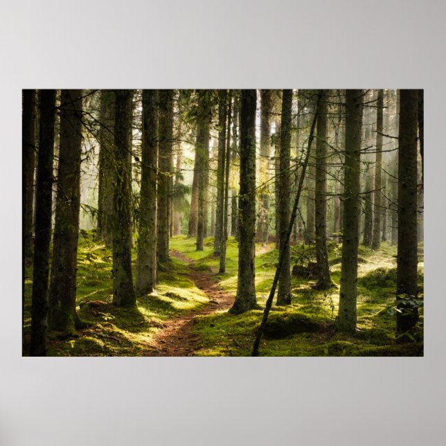 Poster Florestas | Suecia florestal boreal (Frente)