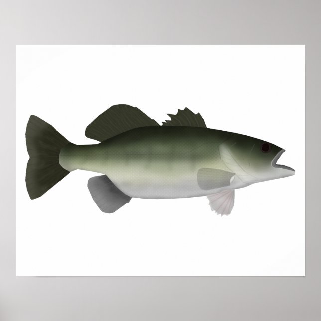 Poster Florida Bass (Frente)