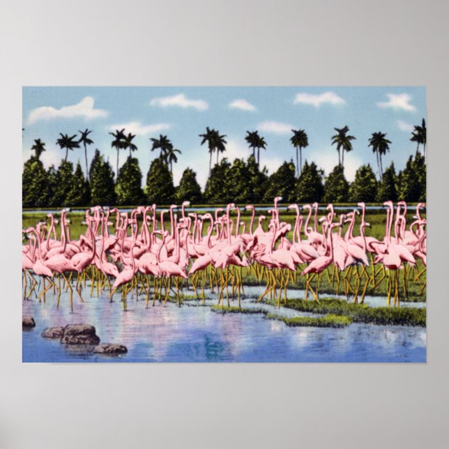 Poster Flórida Bloqueio de Coral Flamingos (Frente)