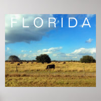Florida Cattle