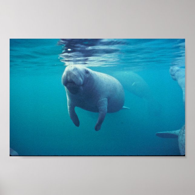 Poster Florida Manatee (Frente)