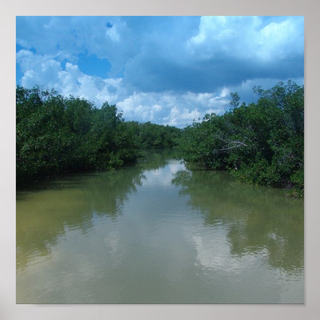 Pôster Florida Mangroves (Frente)