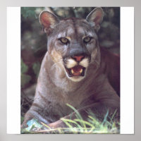 Flórida Panther