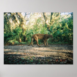 Poster Florida Panther in forest