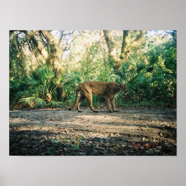Poster Florida Panther in forest (Frente)