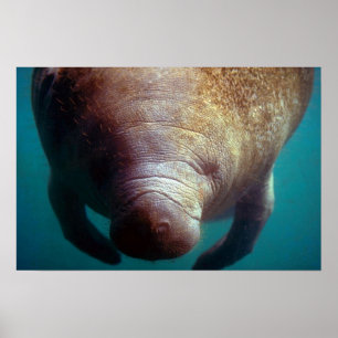Poster (Florida) Peixe-boi-subaquático indiano ocidental